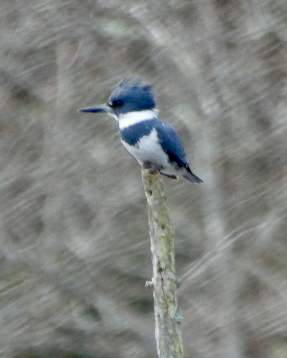 Belted Kingfisher - ML616474918