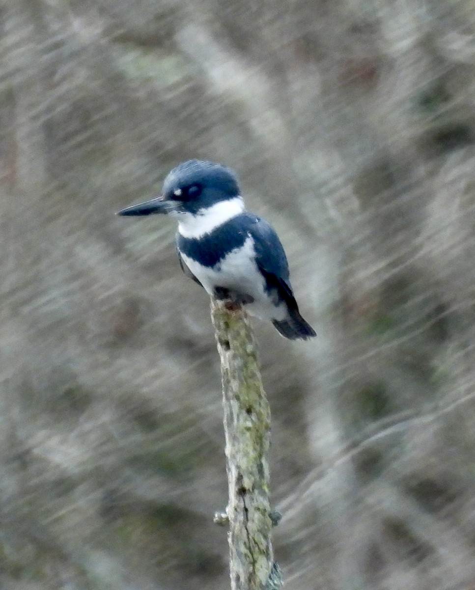 Belted Kingfisher - ML616474919