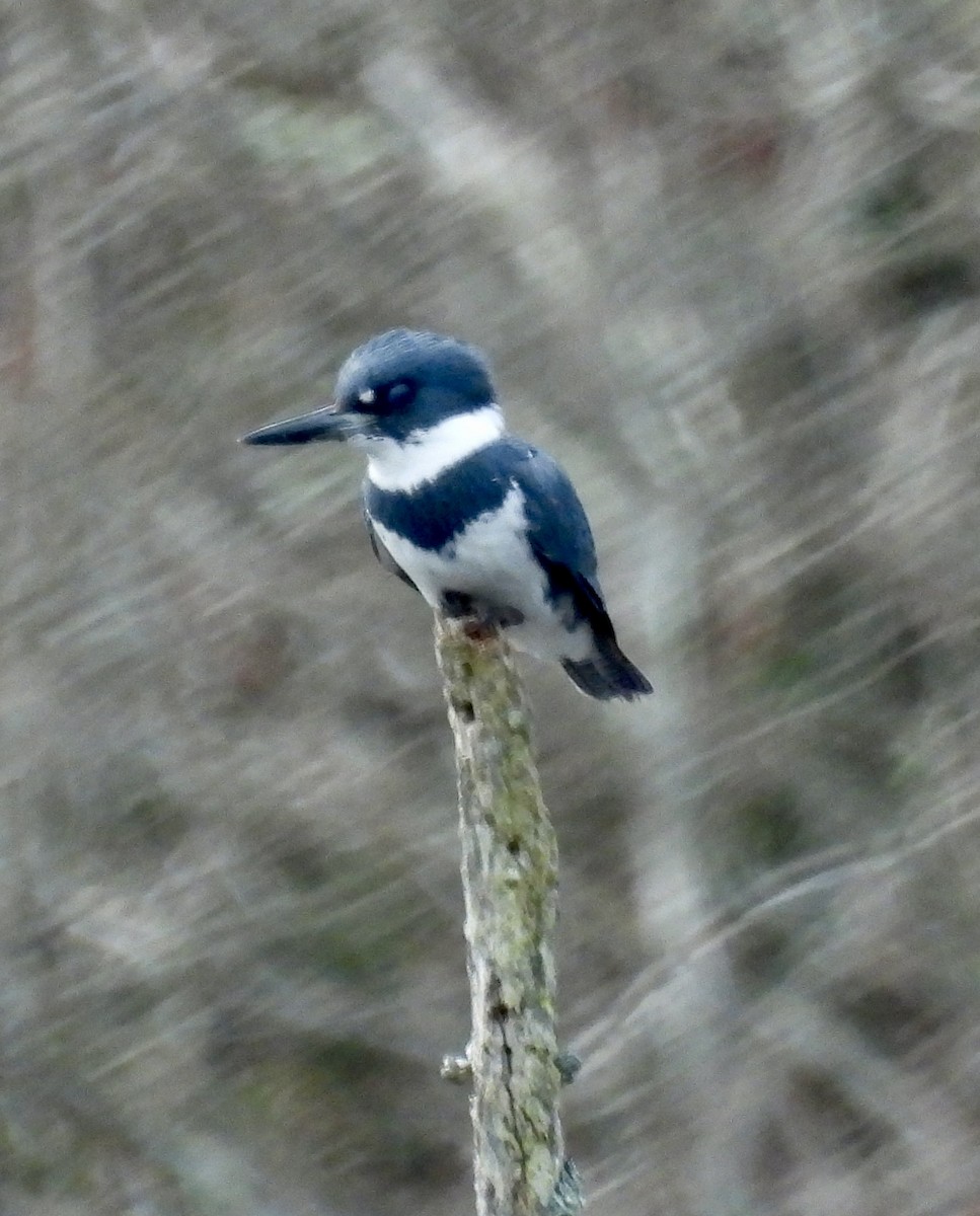 Martin-pêcheur d'Amérique - ML616474919