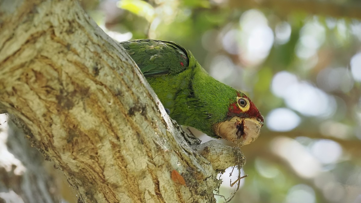 オナガアカボウシインコ - ML616474926