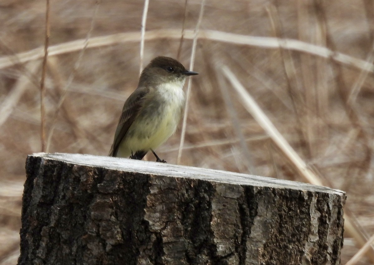 Eastern Phoebe - ML616474933