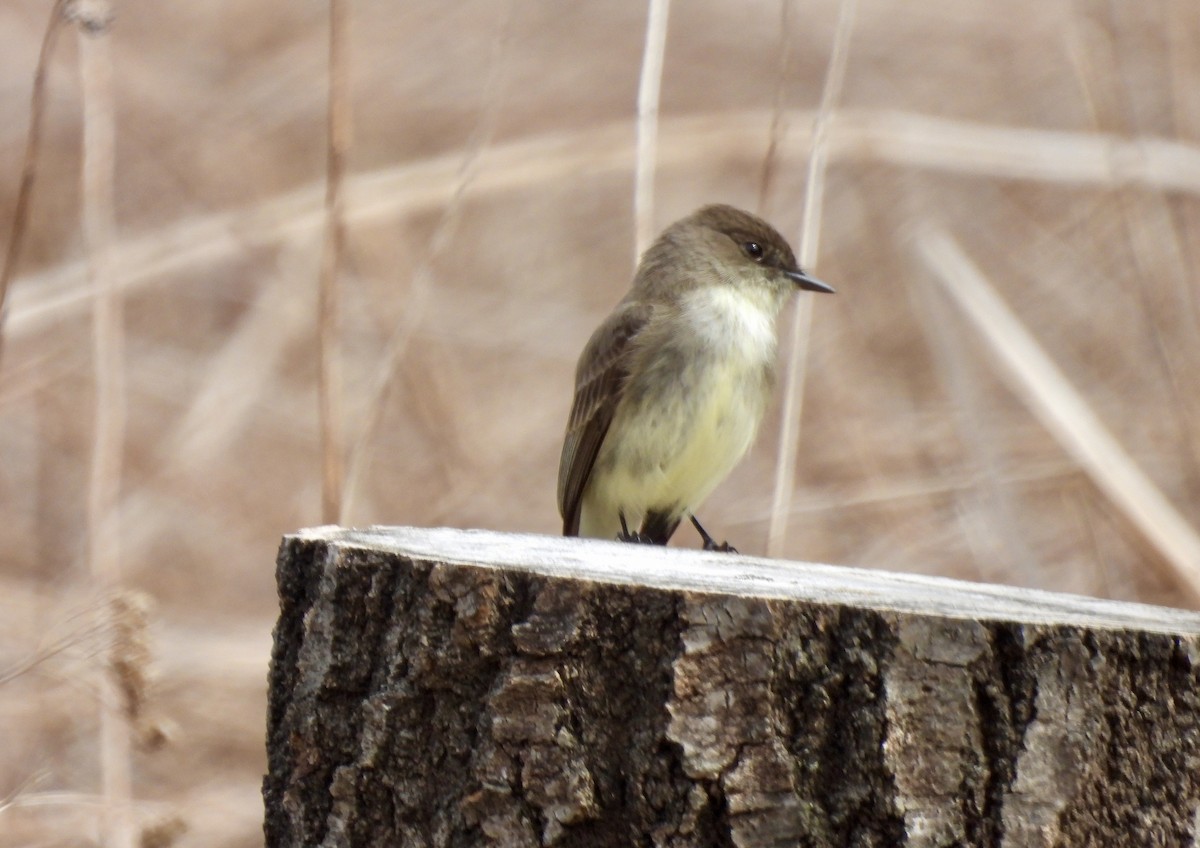 Eastern Phoebe - ML616474934