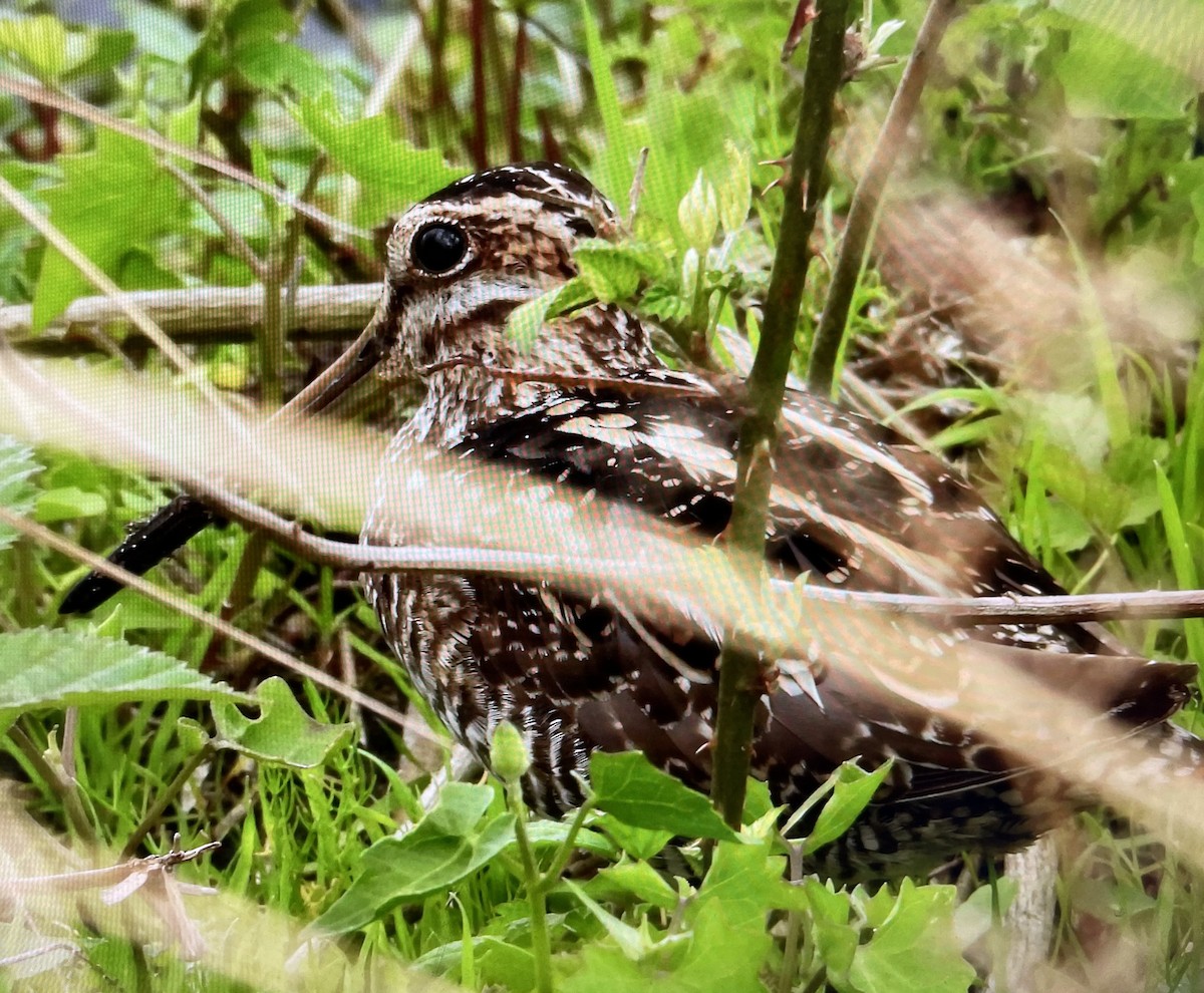 Wilson's Snipe - ML616474937