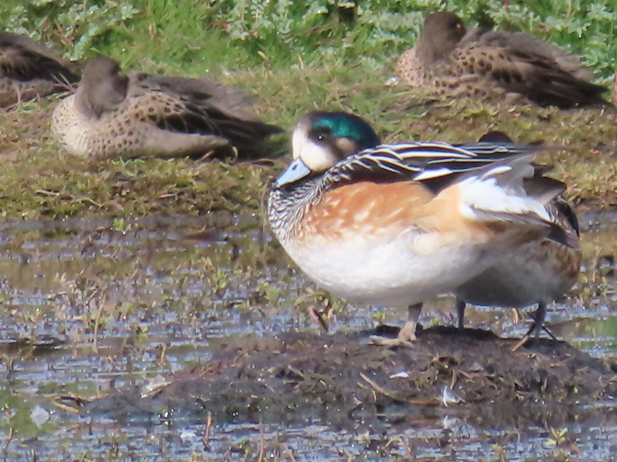 Chiloe Wigeon - Ursula  Mitra