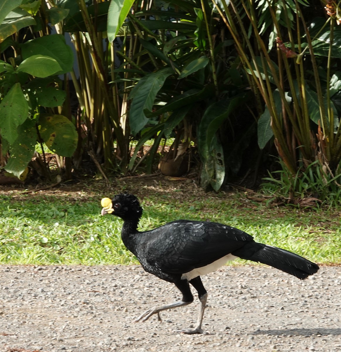 Great Curassow - ML616474969