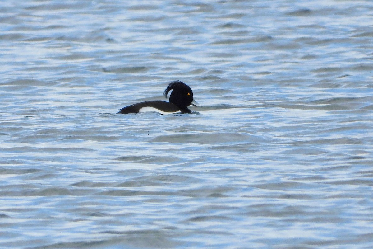 Tufted Duck - ML616474974