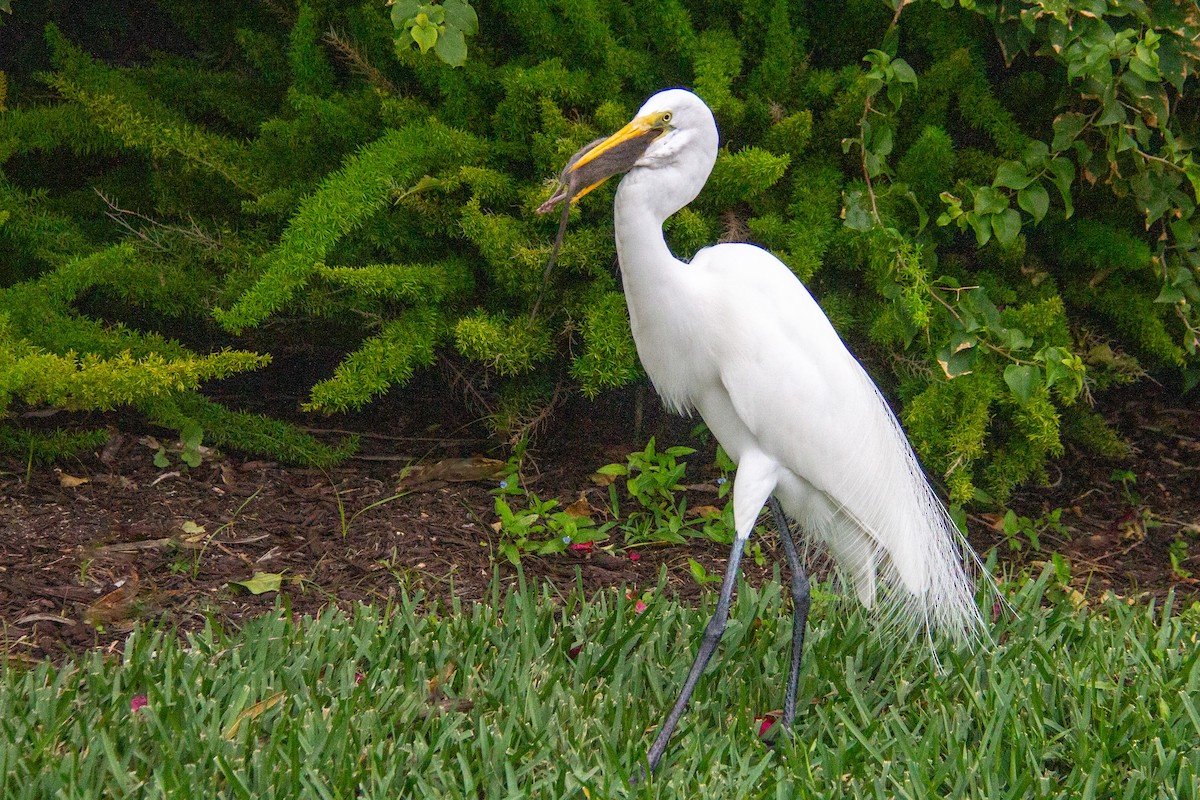 Great Egret - ML616475007