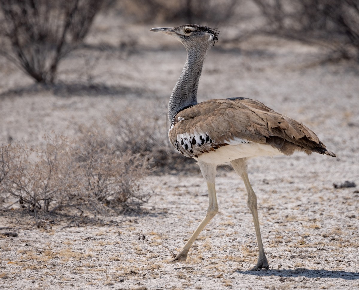 Kori Bustard - Greg Schrader