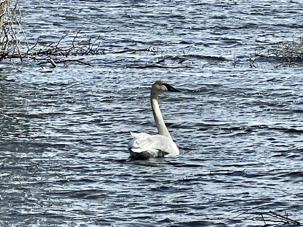 Trumpeter Swan - Kathleen Knecht