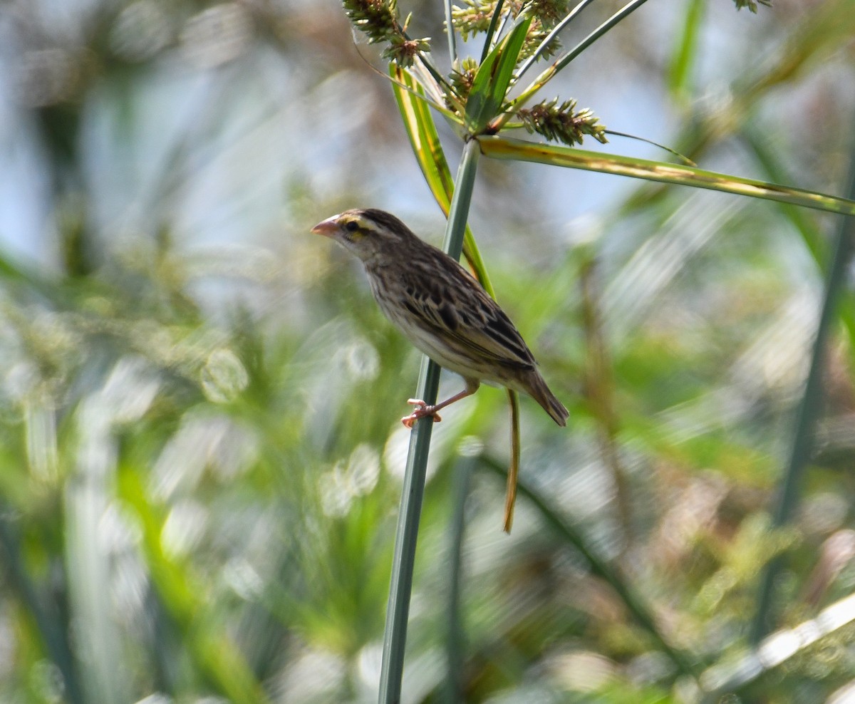 Yellow-crowned Bishop - ML616475068