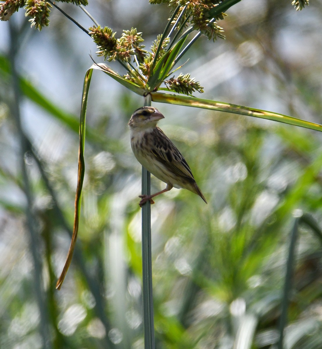 Yellow-crowned Bishop - ML616475071