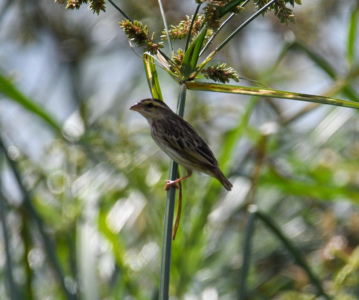 Yellow-crowned Bishop - David Chernack