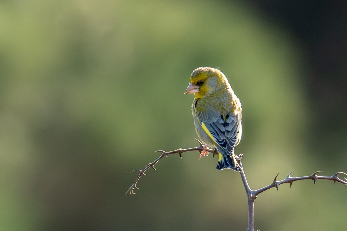 European Greenfinch - ML616475077