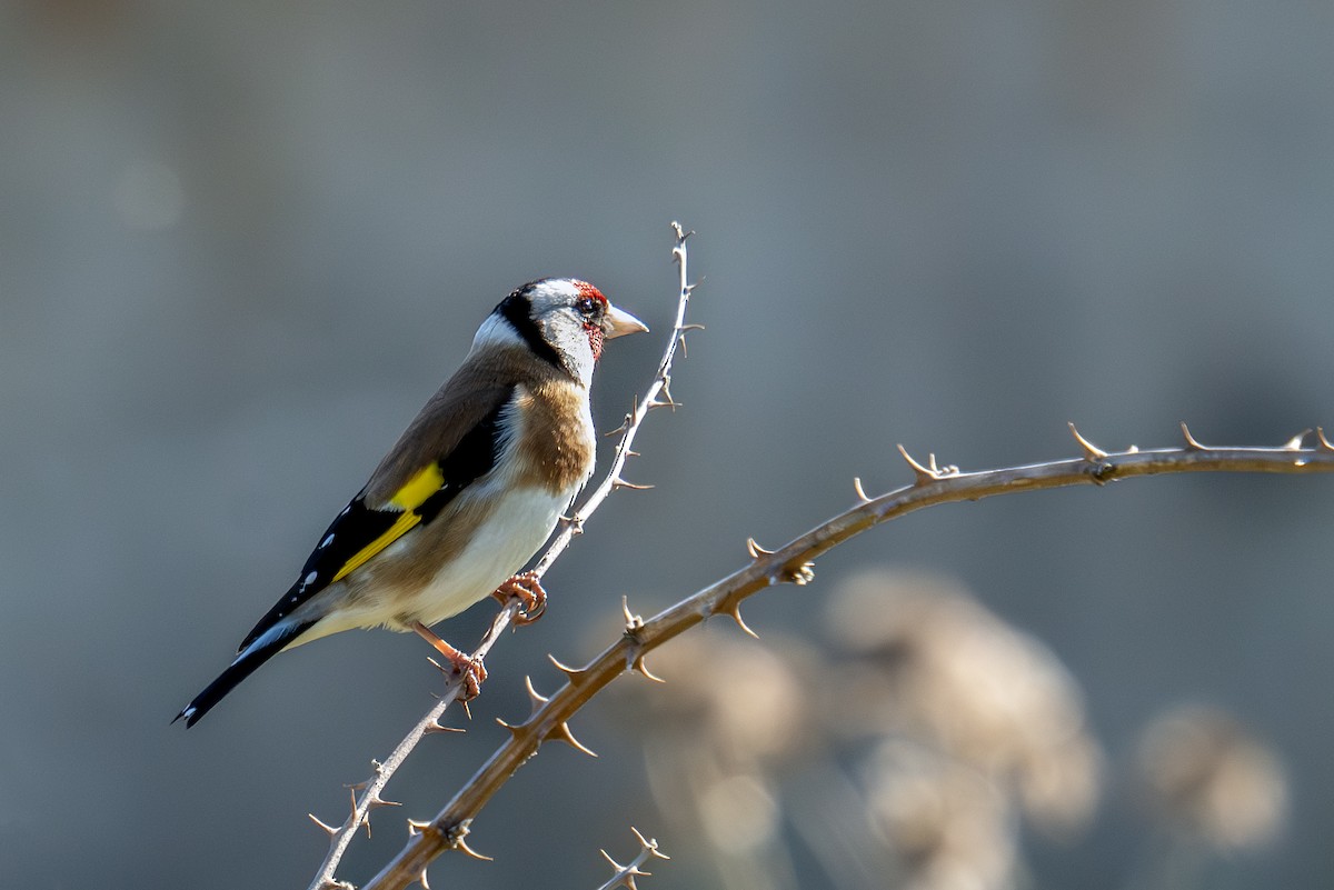 European Goldfinch - ML616475094