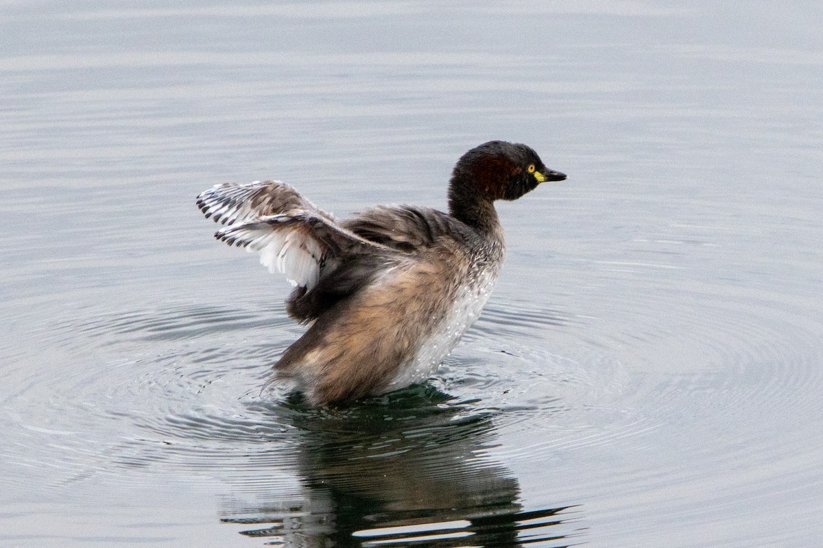 Australasian Grebe - ML616475101