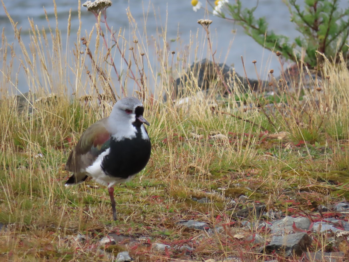 Southern Lapwing - ML616475103