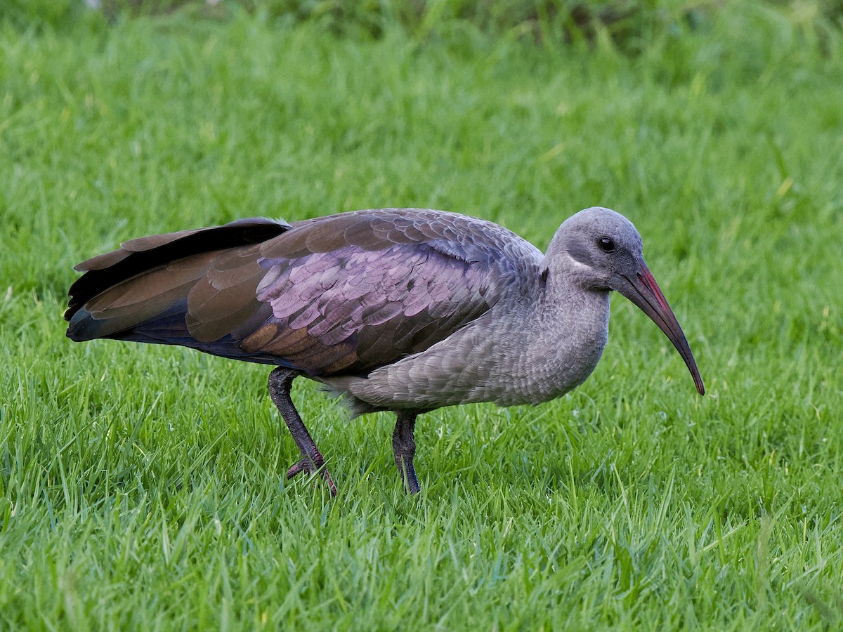 Hadada Ibis - ML616475109