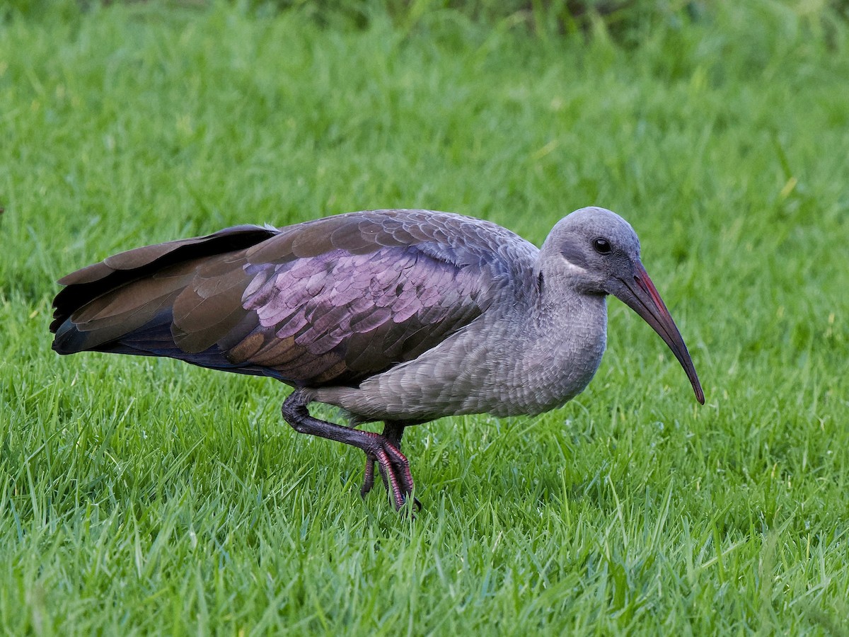 Hadada Ibis - ML616475110