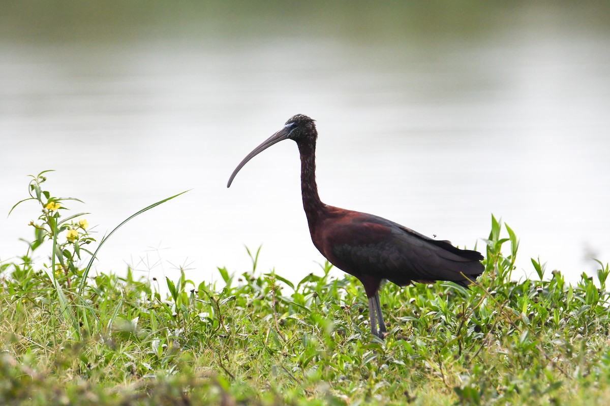 bronseibis - ML616475115