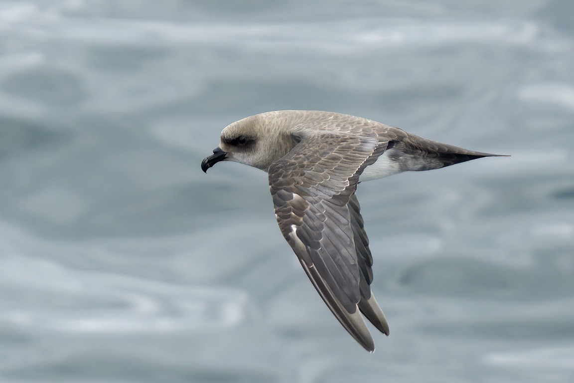 Atlantic Petrel - ML616475160