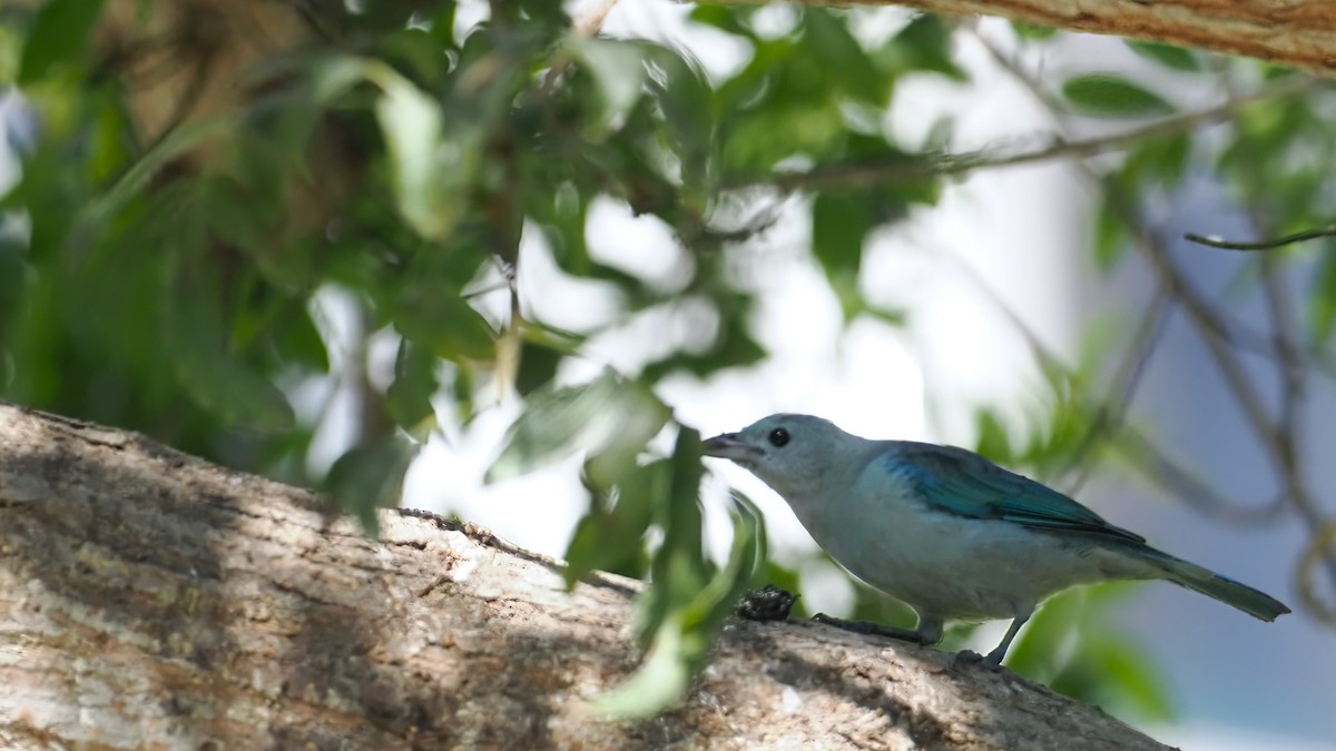 Blue-gray Tanager - ML616475180