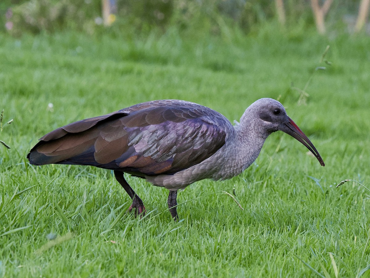 Hadada Ibis - ML616475192