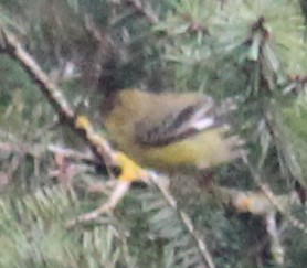 Lesser Goldfinch - Milton Vine