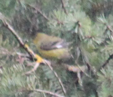 Lesser Goldfinch - Milton Vine