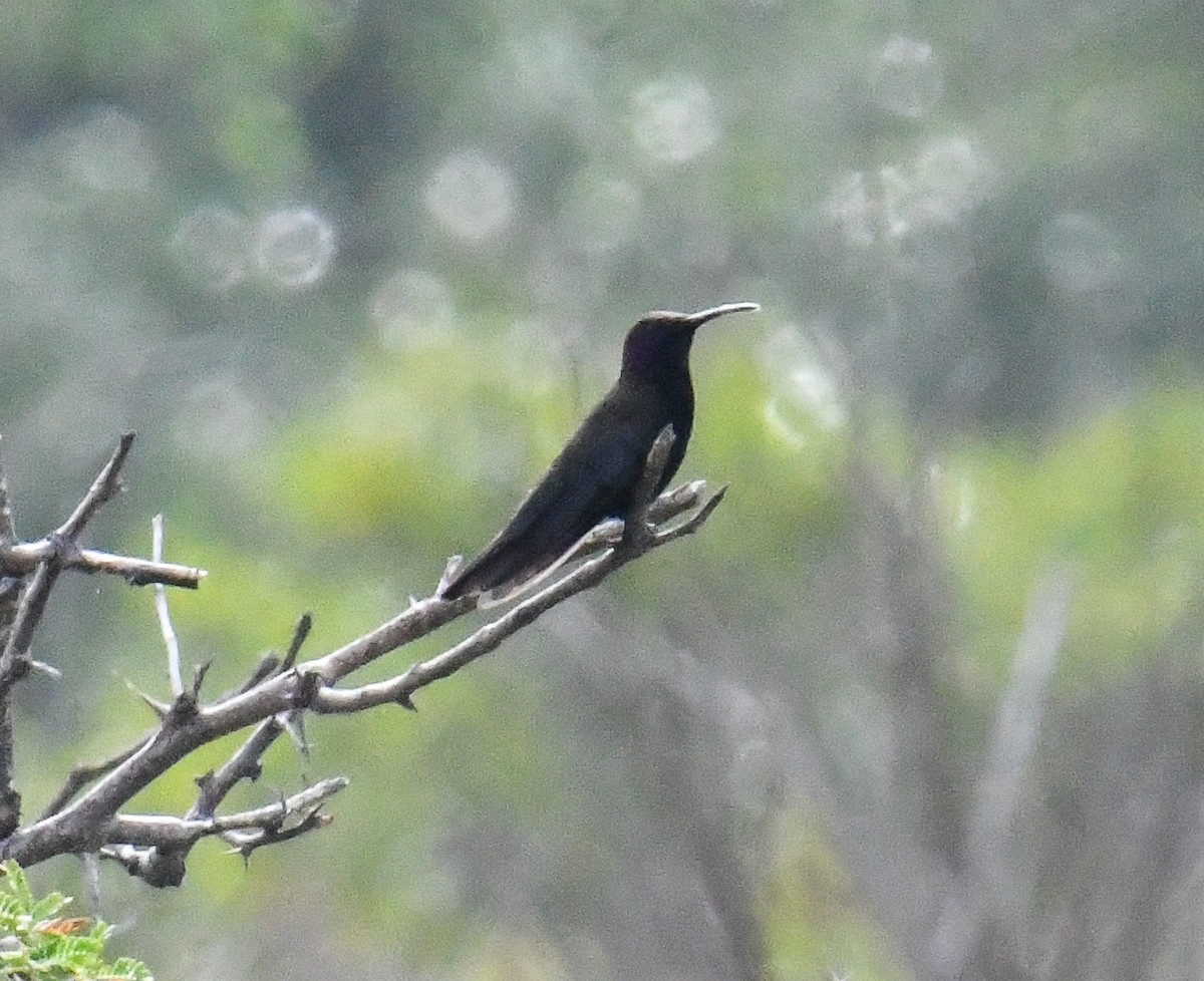 kolibřík jamajský - ML616475235