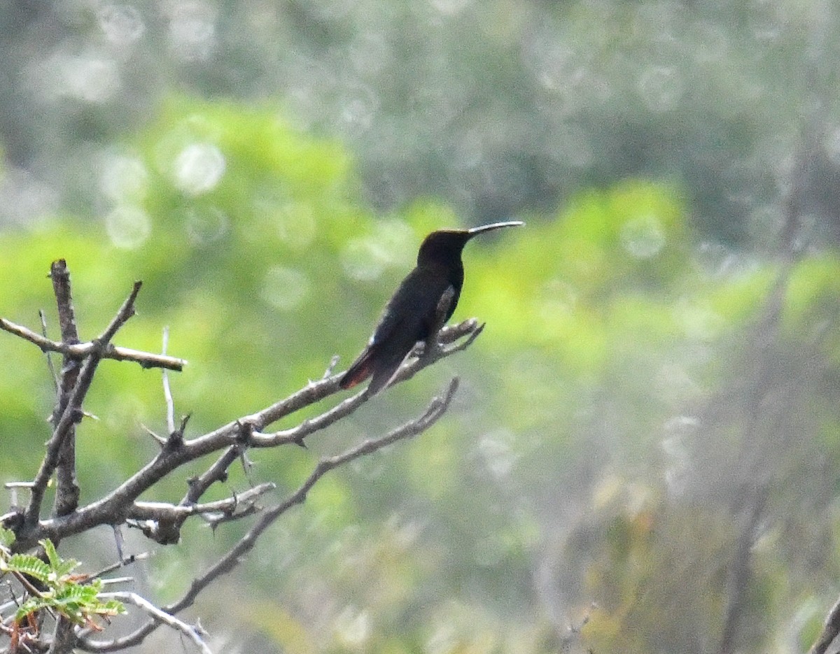 kolibřík jamajský - ML616475236
