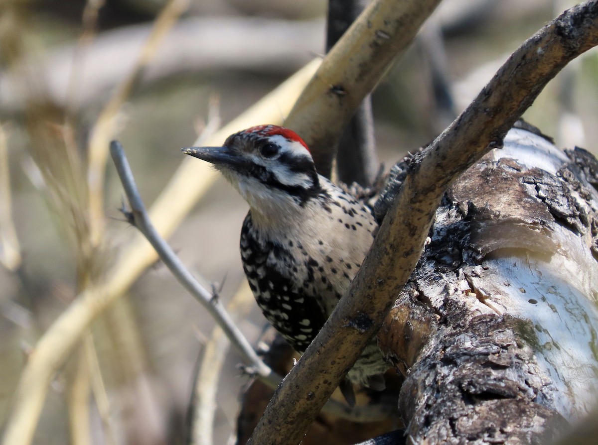 Ladder-backed Woodpecker - ML616475285