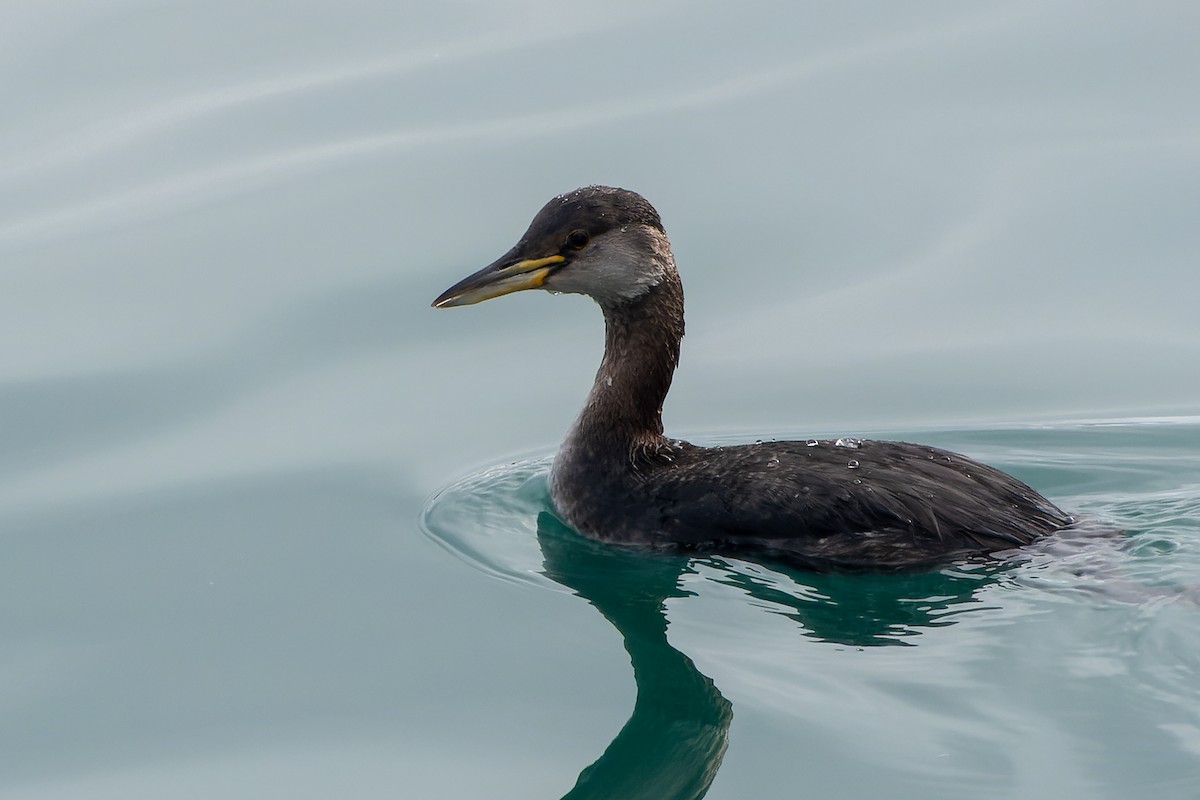Red-necked Grebe - ML616475292