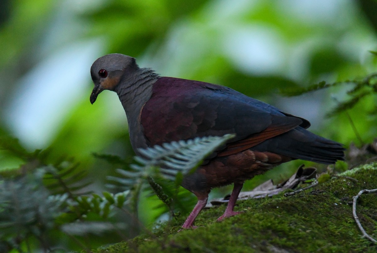 Crested Quail-Dove - ML616475345