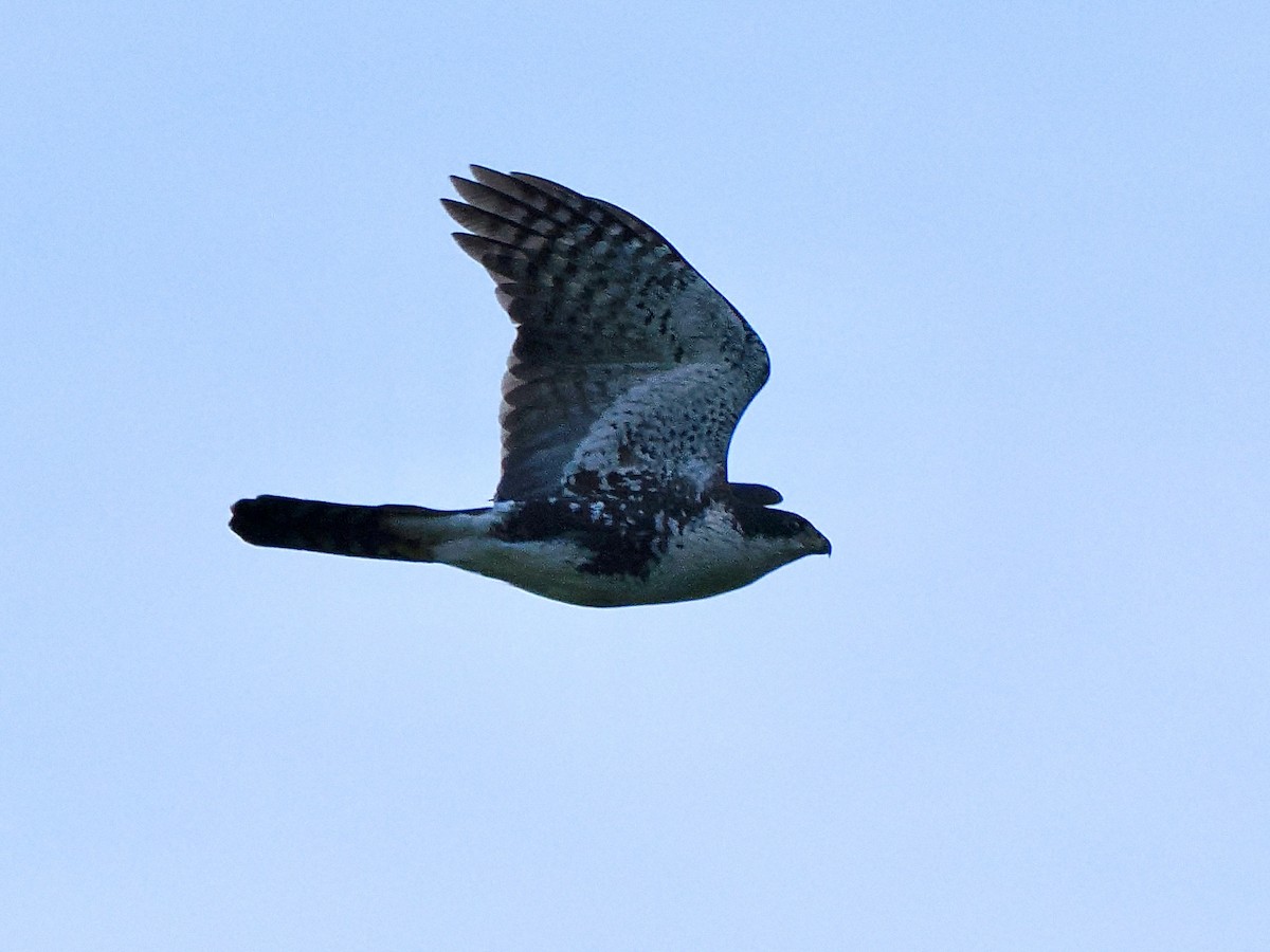 Black Goshawk - Gabriel Willow