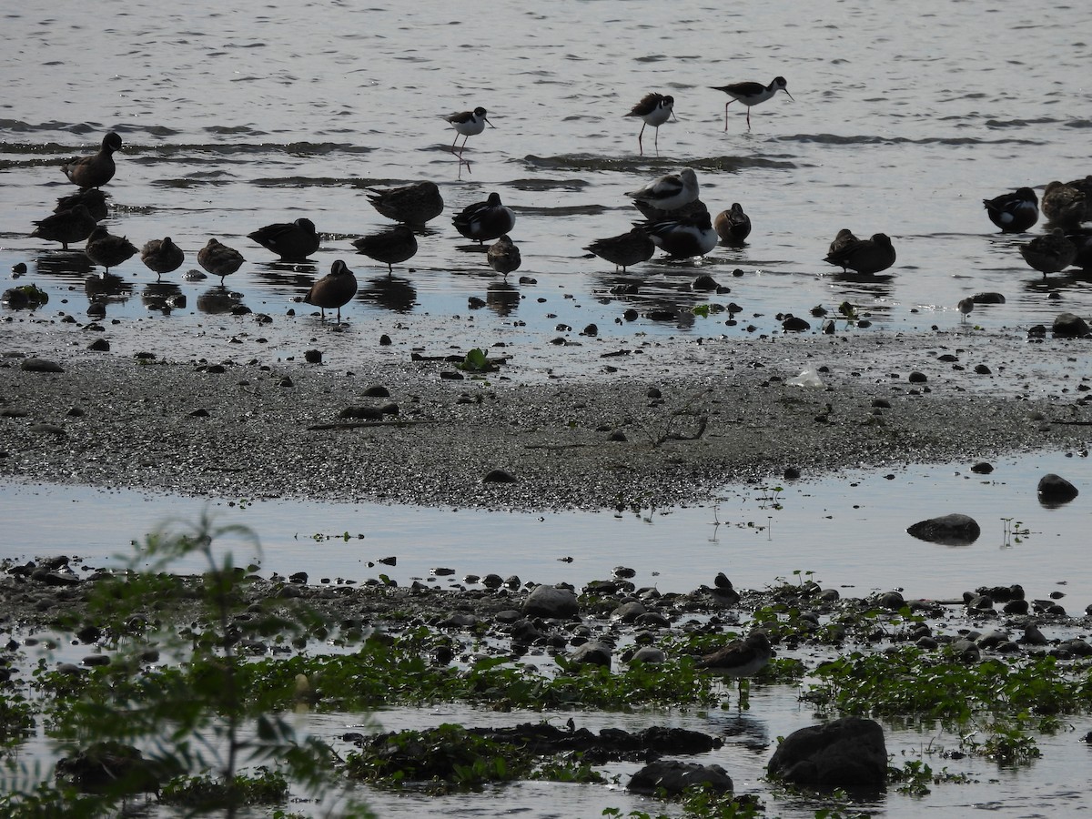 Avoceta Americana - ML616475460