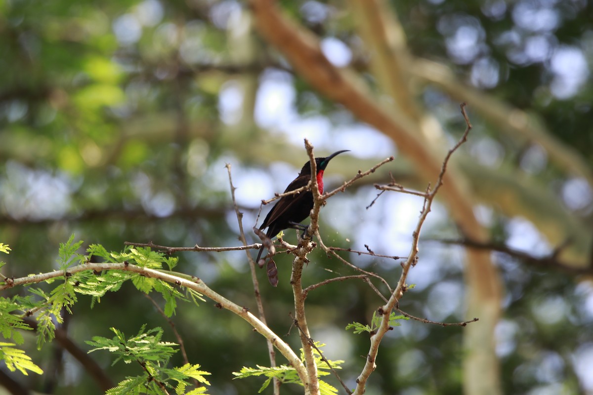 Scarlet-chested Sunbird - ML616475476