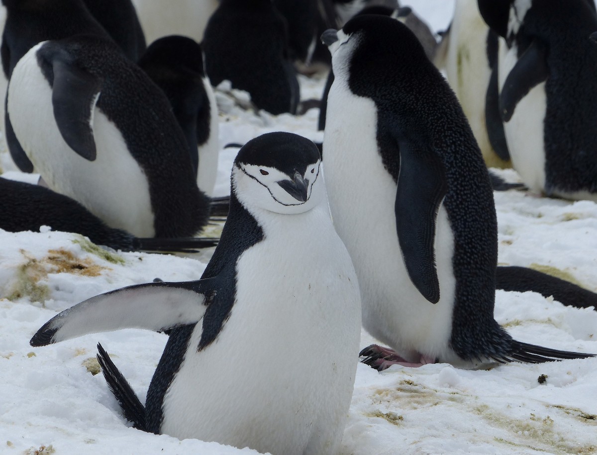 Chinstrap Penguin - ML616475491