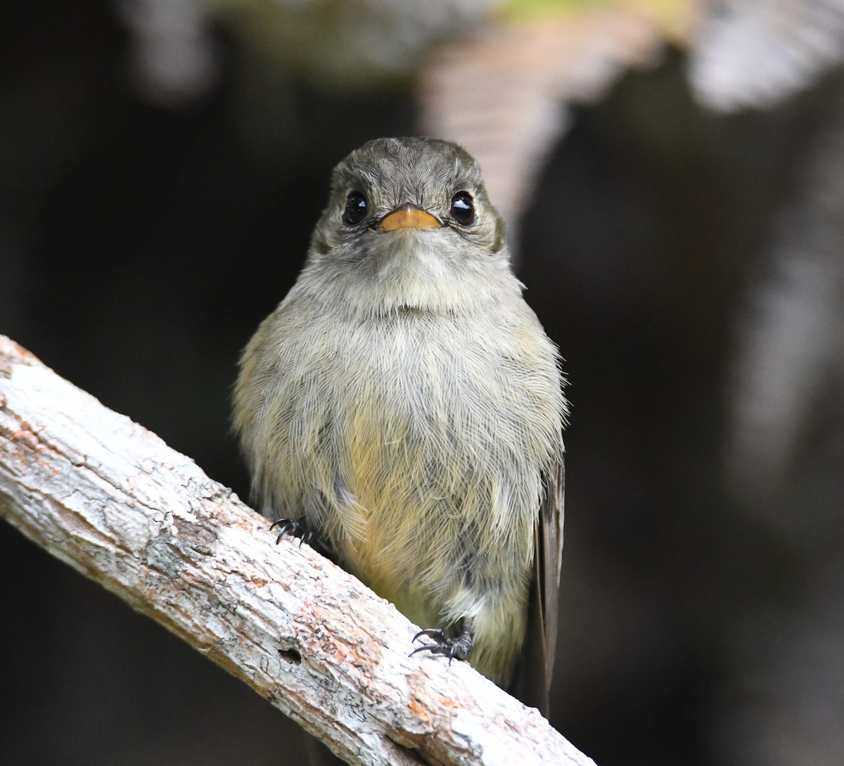 Jamaican Pewee - ML616475521