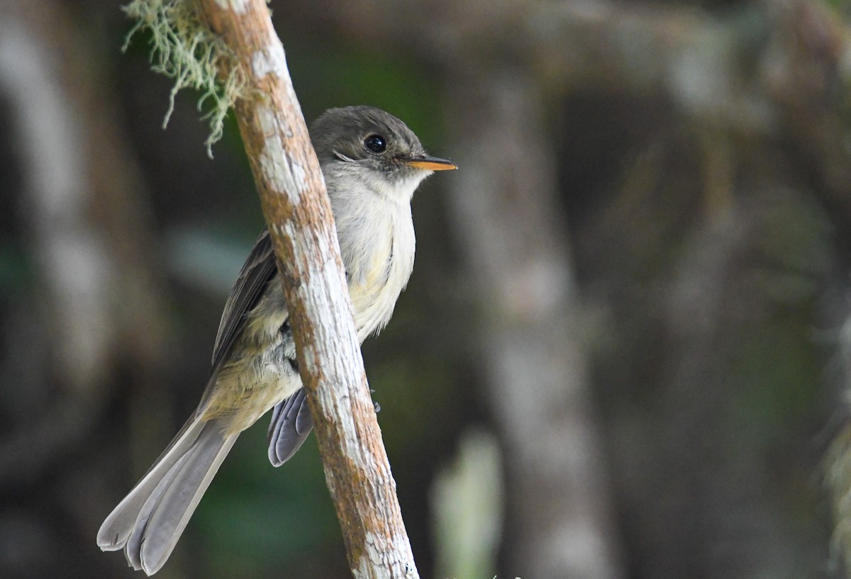 Jamaican Pewee - ML616475523