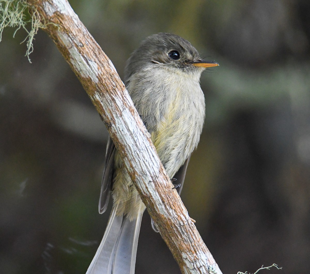 Jamaican Pewee - ML616475525