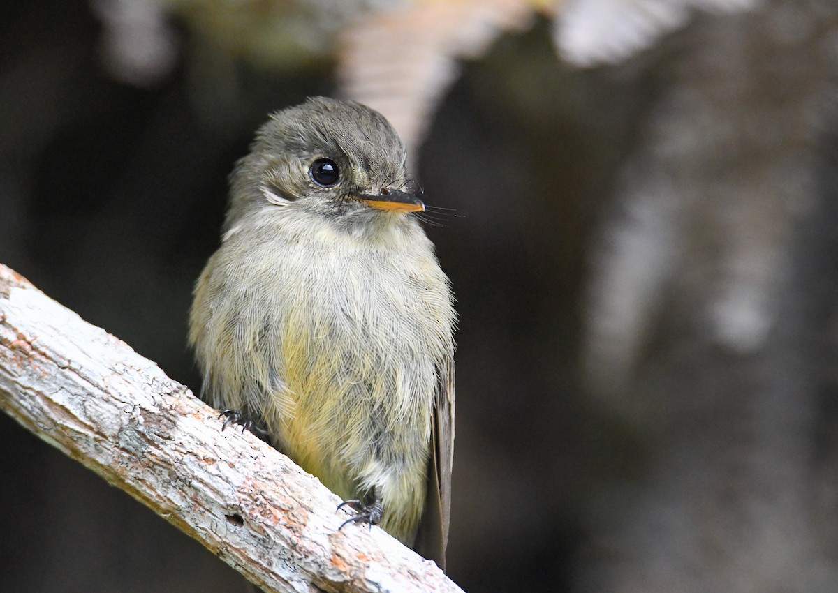 Jamaican Pewee - ML616475529