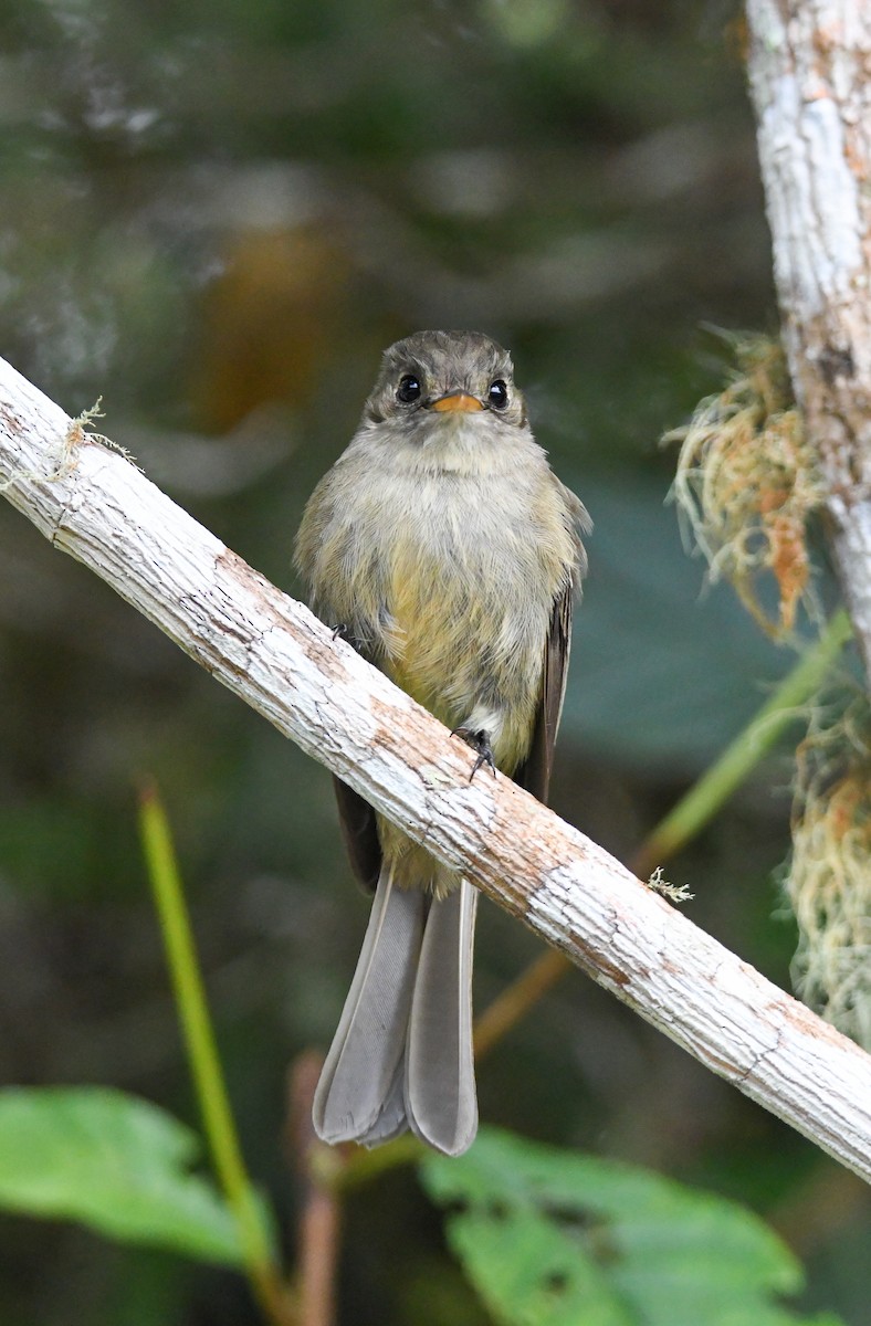 Jamaican Pewee - ML616475530