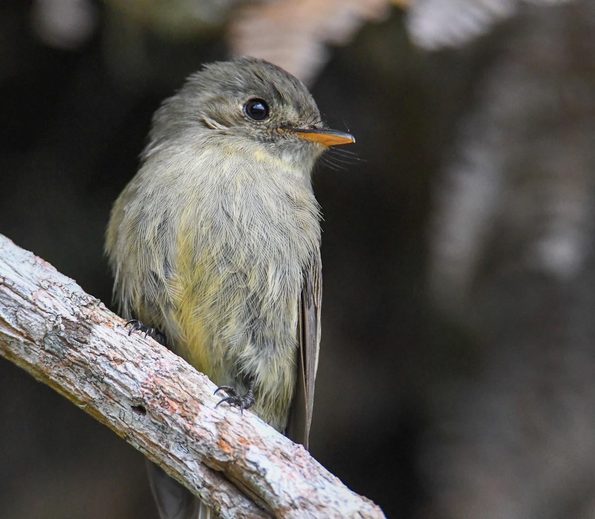 Jamaican Pewee - ML616475531