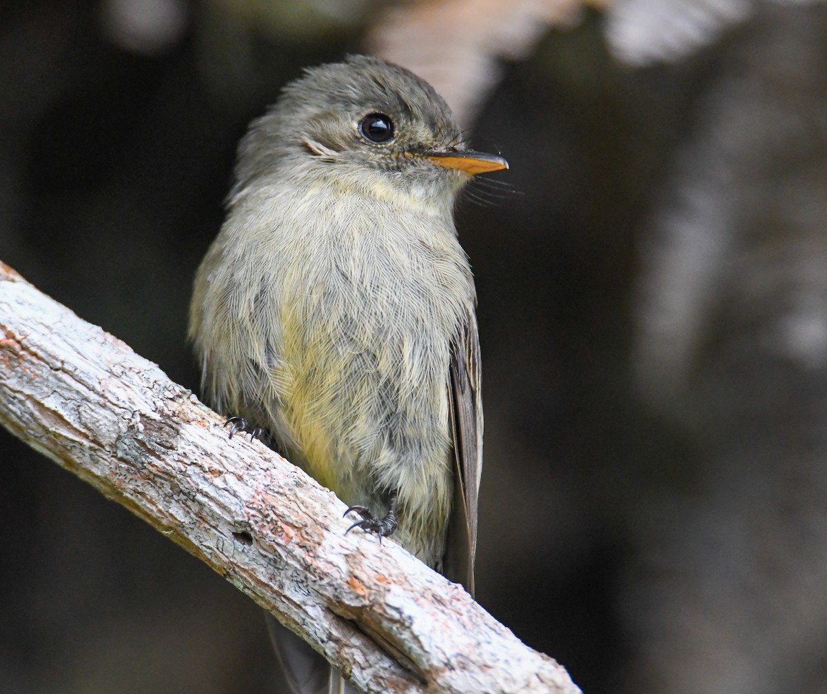 Jamaican Pewee - ML616475534