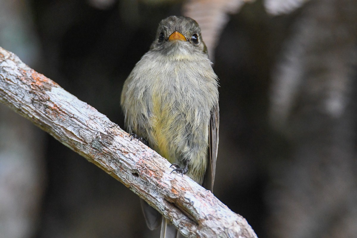 Jamaican Pewee - ML616475536