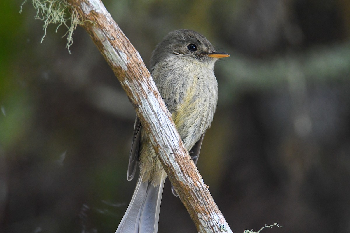 Jamaican Pewee - ML616475537