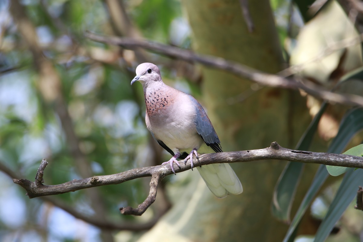 Laughing Dove - ML616475564
