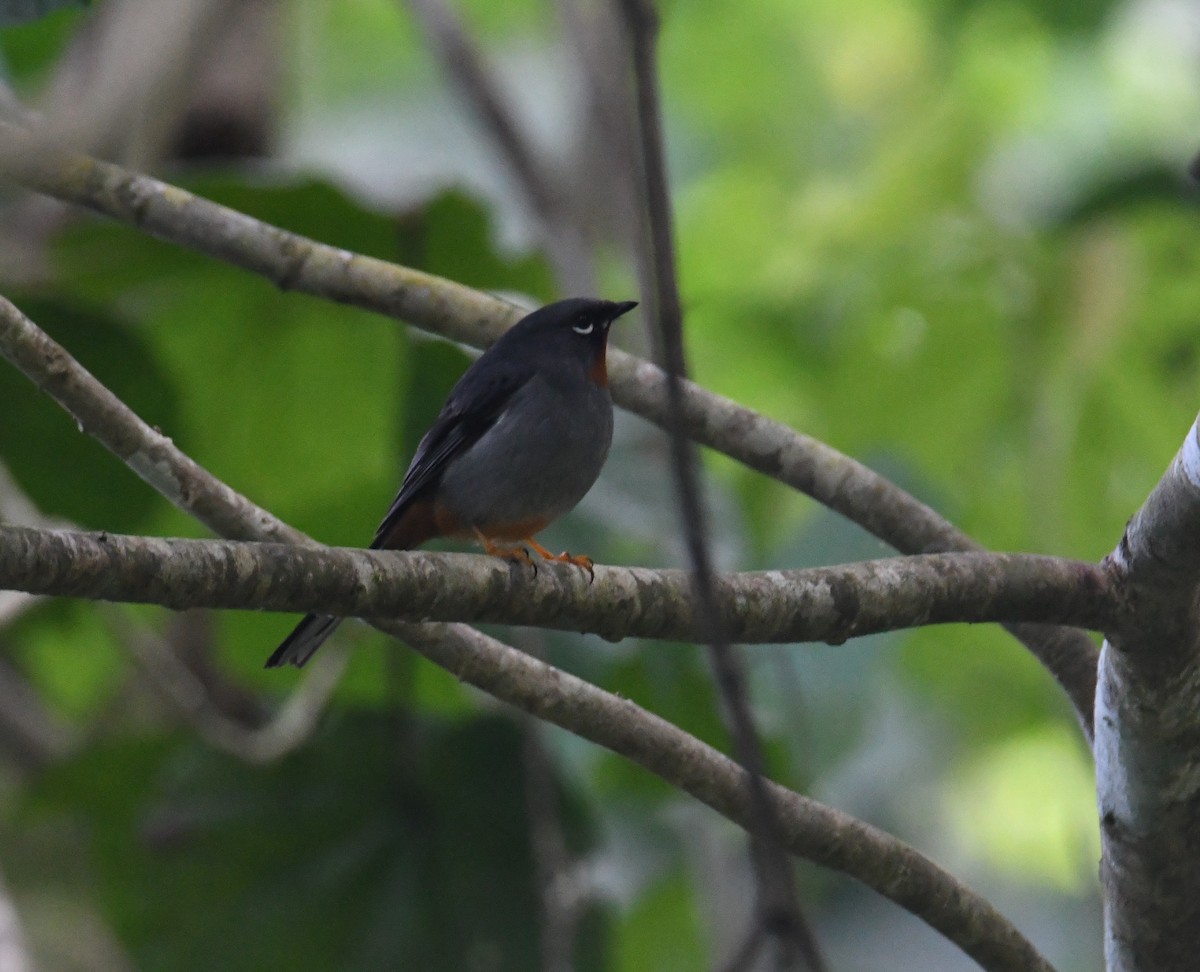 Rufous-throated Solitaire (Rufous-throated) - David Chernack