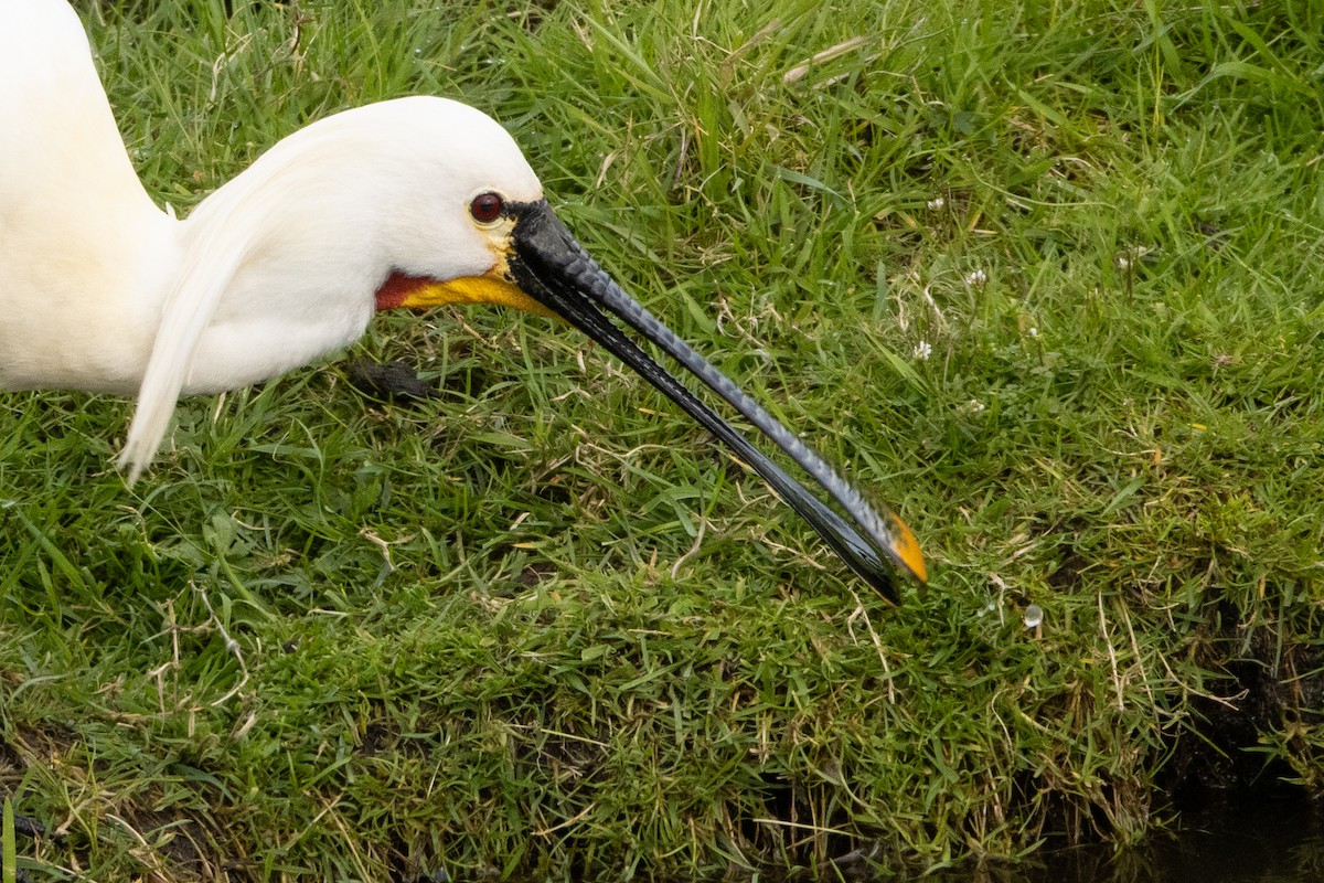 Eurasian Spoonbill - ML616475607