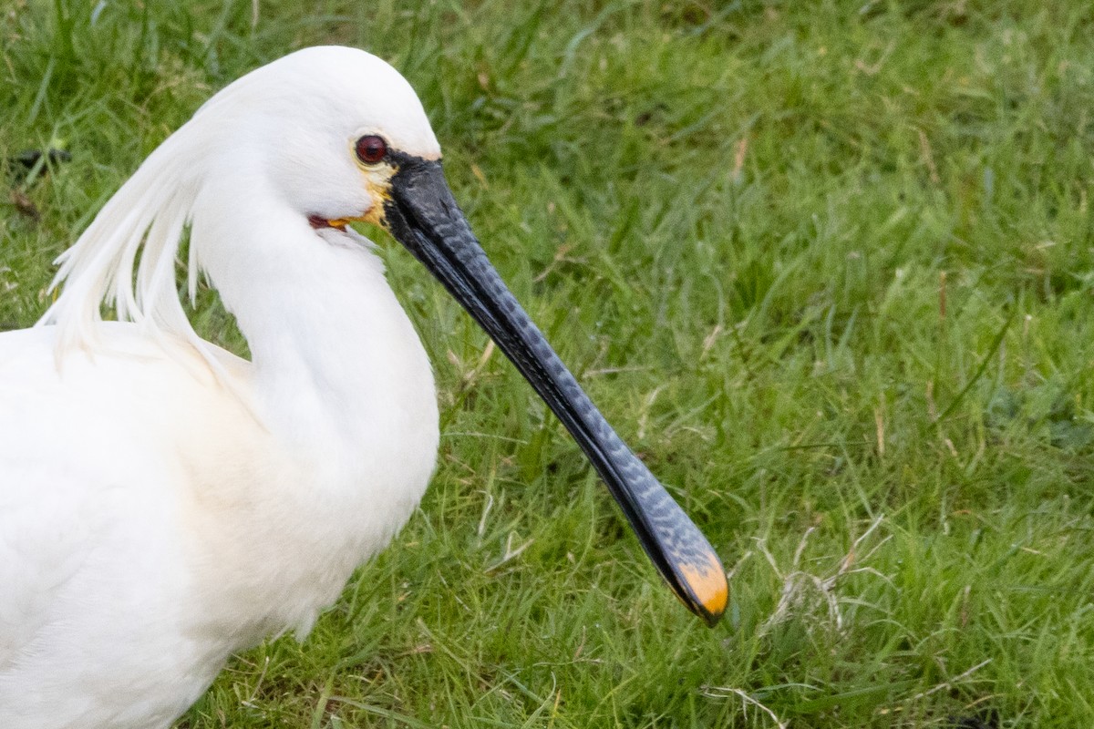 Eurasian Spoonbill - ML616475608